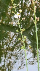 Sagittaria graminea