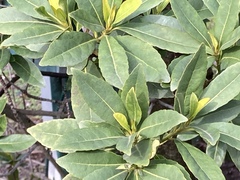 Laurus nobilis