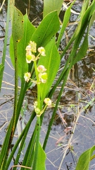 Sagittaria graminea