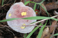 Hypomyces microspermus