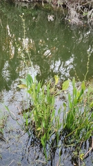 Sagittaria graminea