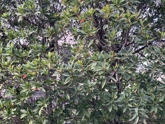 Laurus nobilis