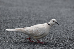 Streptopelia roseogrisea