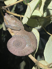 Calumma crypticum
