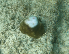 Porites lobata