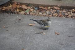 Setophaga coronata