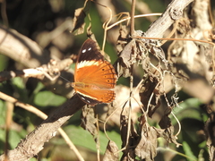 Asterocampa idyja argus