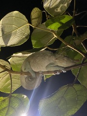 Calumma crypticum