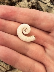 Spirula spirula