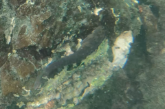 Ophioblennius steindachneri