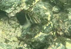 Ophioblennius steindachneri