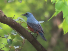 Monticola solitarius philippensis