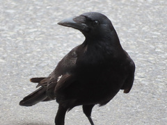 Corvus corone