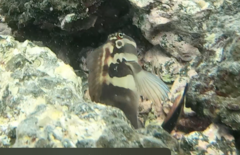 Ophioblennius steindachneri