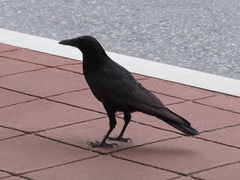 Corvus corone