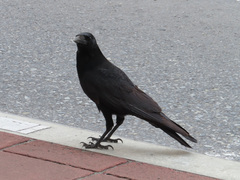 Corvus corone