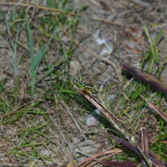 Austrogomphus amphiclitus