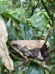Uroplatus phantasticus