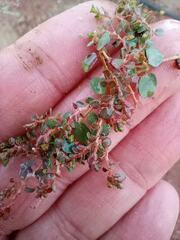Euphorbia serpens
