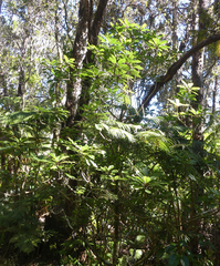 Clermontia parviflora