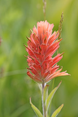 Castilleja miniata miniata