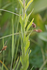 Castilleja miniata miniata
