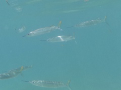 Hemiramphus brasiliensis