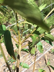 Croton glandulosus