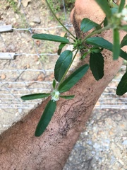Croton glandulosus