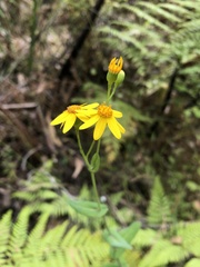Senecio velleioides