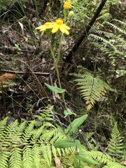 Senecio velleioides