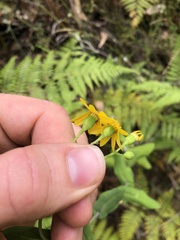 Senecio velleioides