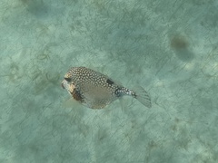 Lactophrys triqueter