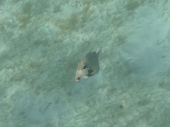 Lactophrys triqueter