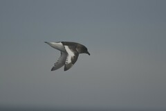 Thalassoica antarctica