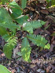 Dicranopteris