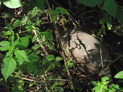 Dasypus novemcinctus