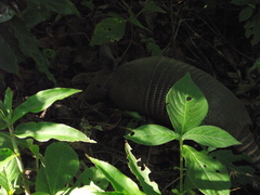 Dasypus novemcinctus