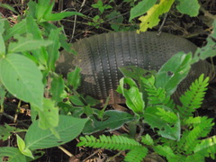 Dasypus novemcinctus