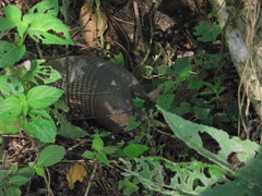 Dasypus novemcinctus