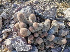 Escobaria chihuahuensis