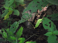 Dasypus novemcinctus