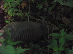 Dasypus novemcinctus