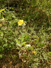 Argemone mexicana