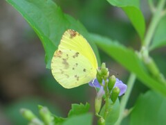 Pyrisitia dina