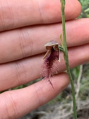 Calochilus gracillimus