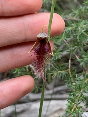 Calochilus gracillimus