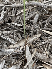 Calochilus gracillimus