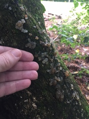 Exidia novozealandica