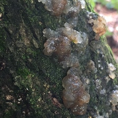 Exidia novozealandica
